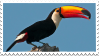 toucan