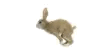 bunny jump