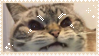 angry cat