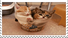 cats in a bowl