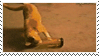 cat cup