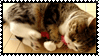 cat kick