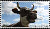 cows