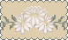 daisies
