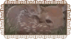 fawns