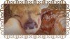 sleepy fawn