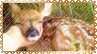 fawn