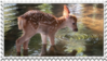 fawn in water