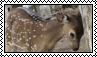 fawn headbutt
