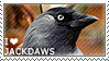 i love jackdaws