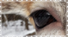 deer eye
