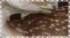 fawn spots
