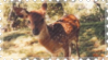 fawn