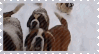 saint bernards