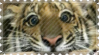 tiger face