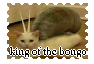 king of the bongo