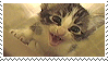 kitten