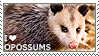 i love opossums