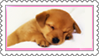 puppy sleep