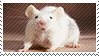 rat