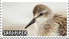 sandpiper