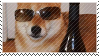 shiba inu