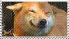 shiba inu