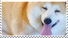 shiba inu
