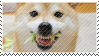 shiba inu