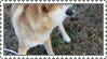 shiba inu