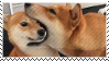 shiba bite