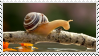 snail