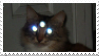 three eyed cat