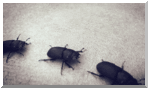 beetles