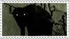 black cat