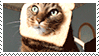 bread cat