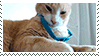 cat with sunglasses