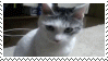 cat huh