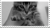 cat kneading