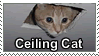 ceiling cat