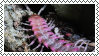 centipede