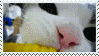 cat eating corn
