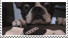 bulldog