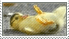 duckling