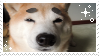 eyebrow dog