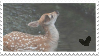 fawn