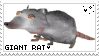 giant rat