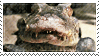 hi :3 reptile