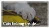 cats belong inside