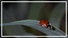 ladybug tumble